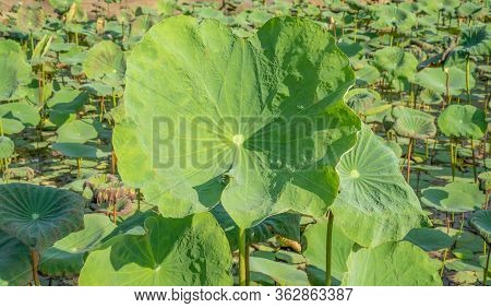 Big Green Leaves Of Lotus Flower Plant Blossom In A Pond And Natural Landscape