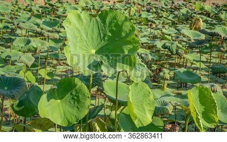 Big Green Leaves Of Lotus Flower Plant Blossom In A Pond And Natural Landscape