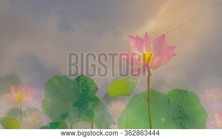 Beautiful Pink Petals Of Lotus Flower Plant Blooming Under Orange Light On Green Leaves, Mist Or Fog