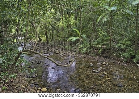 A Small Creek In The Daintree Rainforest