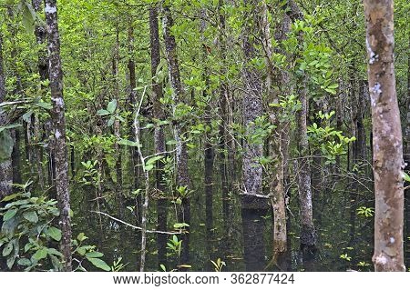 A Pond At Marrdja Boardwalk In The Daintree Rainforest At Daytime