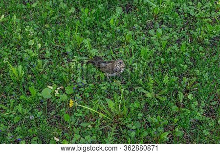 Young Throstle Walks On The Grass, Song Bird Still Can Not Fly, Rook Throstle
