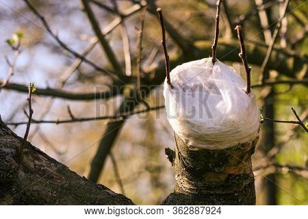 Grafting Fruit Tree. Live Cuttings At Grafting Apple Tree In Cleft With Growing Buds, Young Leaves A