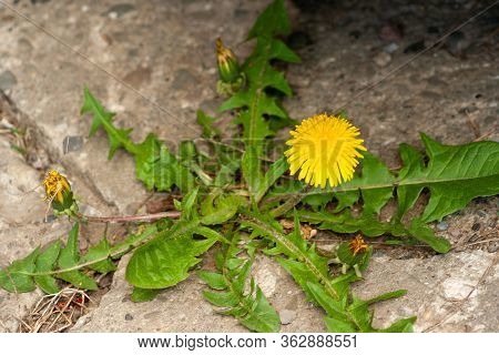 Closeup Of A Bright Yellow Blooming Sow Thistle (sonchus Oleraceus) On Green Grass Background