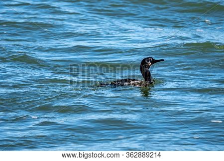 Double-crested Cormorant Is A Member Of The Cormorant Family Of Seabirds