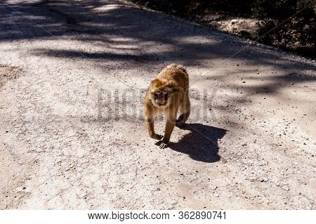 Wild Monkeys In The Forest On Trees, Forest Of Monkeys
