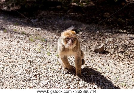 Wild Monkeys In The Forest On Trees, Forest Of Monkeys
