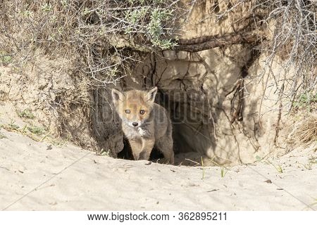 Little Red Fox (vulpes Vulpes) Near Burrow. Newborn Red Fox Cub In Nature On A Springday In The Dutc