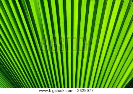 Palm blad achtergrond