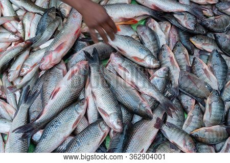 Various Fishes Displayed For Sale At Territy Bazar, Kolkata, West Bengal, India..