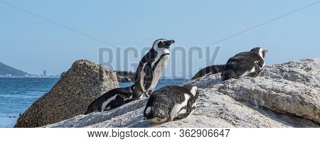 A Group Of African Penguin Sitting On A Rock At Boulders Beach, Simonstown, South Africa, Panorama V