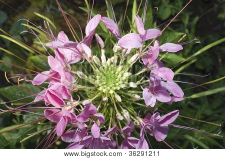 Close Up di bella Cleome Spinosa
