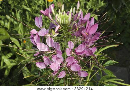 Close Up di bella Cleome Spinosa