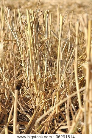 Stalks ของข้าวสาลีที่เก็บเกี่ยว