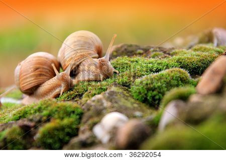 Schnecke