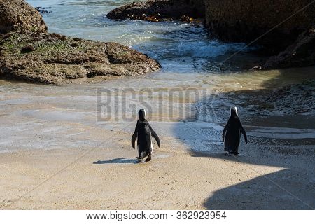 A Couple Of African Penguin Or Jackass Penguin Going Swimming Together At Boulders Beach, Simonstown