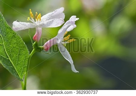 Closeup Honeysuckle Pink With Leaves In Garden