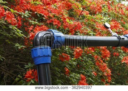 Big Azalea Or Rhododendron In Garden. Season Of Flowering Azaleas (rhododendron) At Botanical Garden