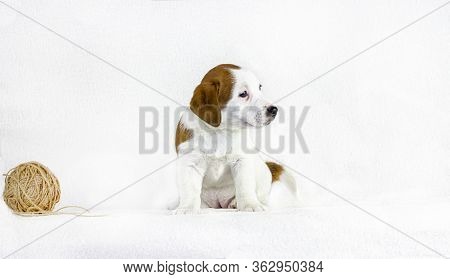 Happy White Puppy With Red Spots Jack Raseell Terrier Sits On A White Background With A Ball Of Thre