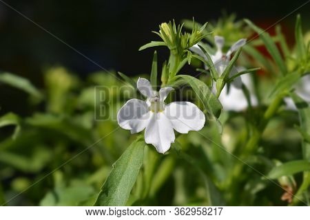 Garden Lobelia White Flowers - Latin Name - Lobelia Erinus