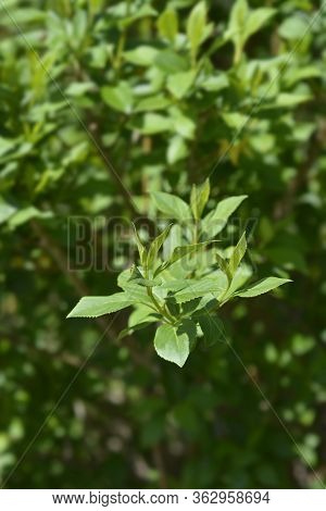Weeping Forsythia Leaves - Latin Name - Forsythia Suspensa