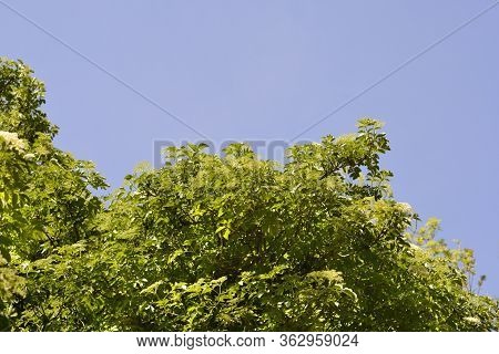 Black Elder - Latin Name - Sambucus Nigraa