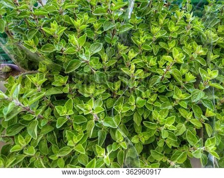A Close Up Of A Plant Of Origan