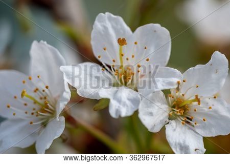 Cherry Blossom