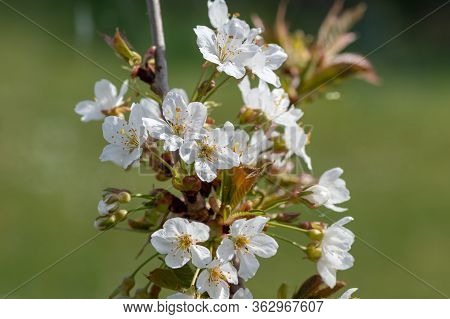 Cherry Blossom