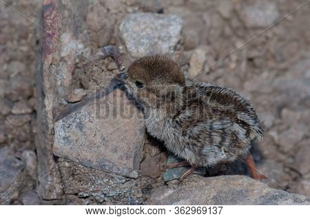 Chick Of Red-legged Partridge In El Juncal Ravine.