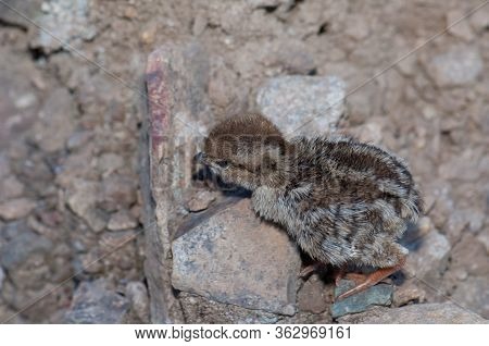 Chick Of Red-legged Partridge In El Juncal Ravine.