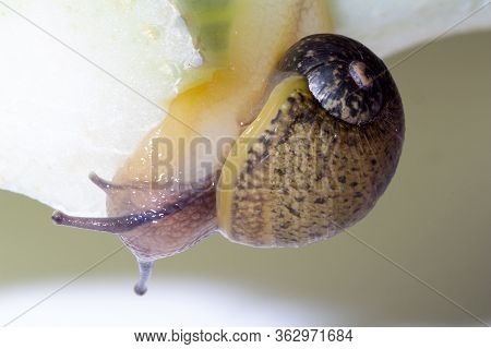 Cantareus Apertus Snail Eats Fennel With Green Background