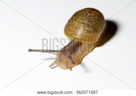 Cantareus Apertus Snail Walking In White Background