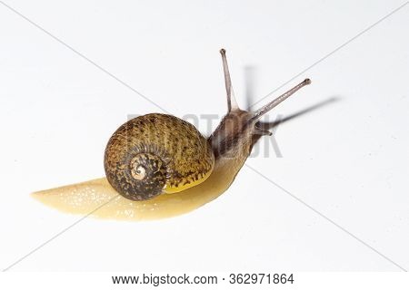 Cantareus Apertus Snail Eats Fennel With White Background