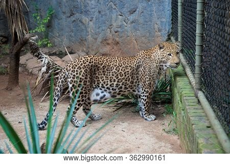 Wild African Cheetah, Guepard In A Zoo Cage. Sad Leopard Stands, Walksand And Looks From Cage. Anima