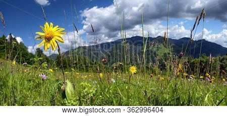 Windflowers on meadow of Carpathian mountains. Alpine nature panorama