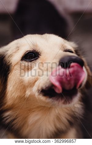Dog With Tongue Hanging Out. Super Cute And Playful.