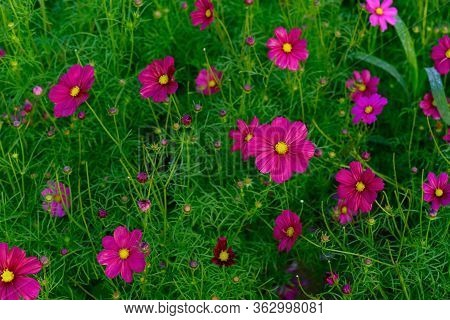 Beautiful Daisy Or Cosmos Bipinnata Cav Horizontal
