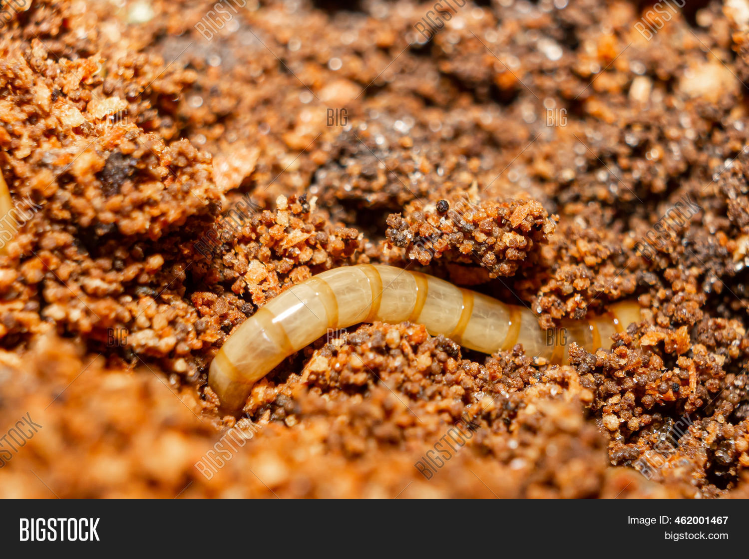 Earthworm Compost. Image & Photo (Free Trial) Bigstock