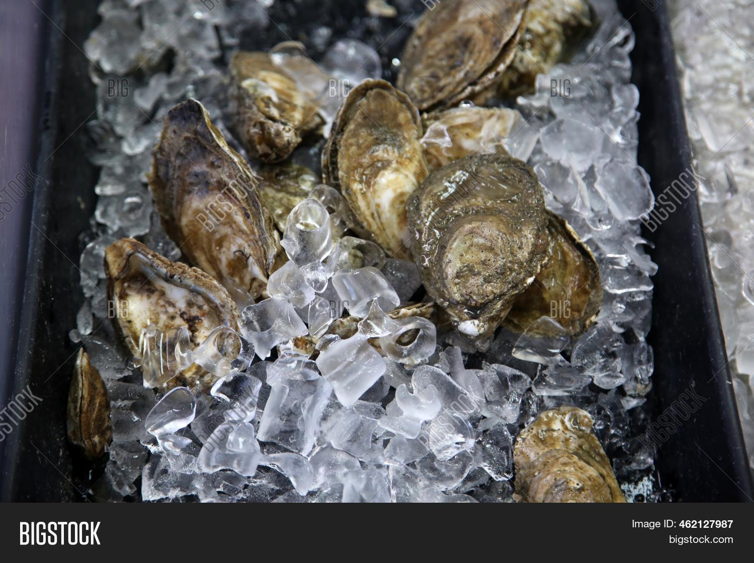 Oysters. Live Oysters Image & Photo (Free Trial) Bigstock
