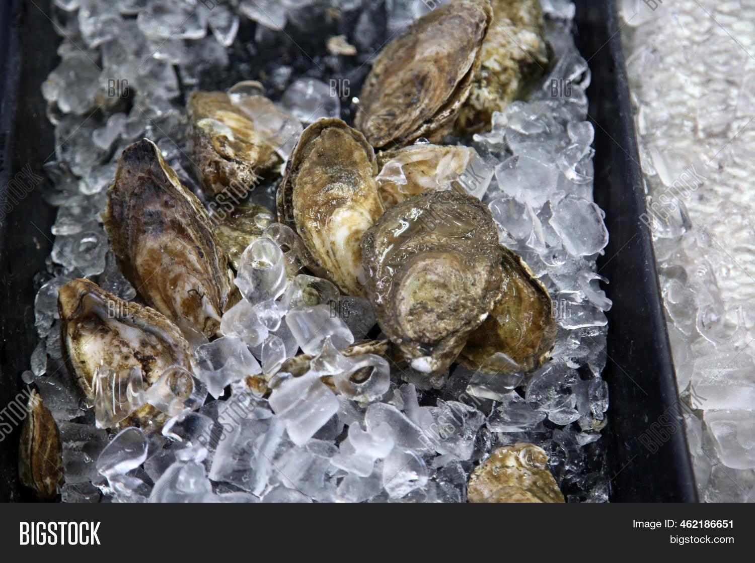 Oysters. Live Oysters Image & Photo (Free Trial) Bigstock