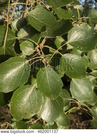 Close-up Of Poplar Leaves Illuminated By The Sunset Sun. Vertical Image.
