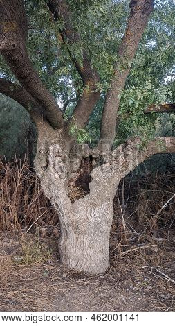 Specimen Of An Ash Tree With A Cleft In Its Trunk. Vertical Image.