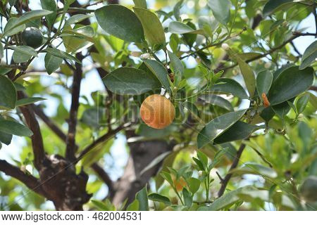 Orange Calamondin Fruit Tree Baring Fruit On A Warm Summer Day.