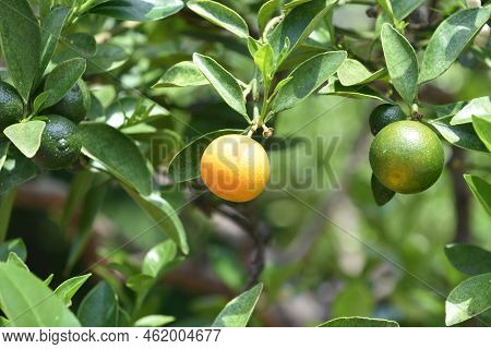 Tree With Both Green And Orange Calamondin Fruit Hanging From A Branch.