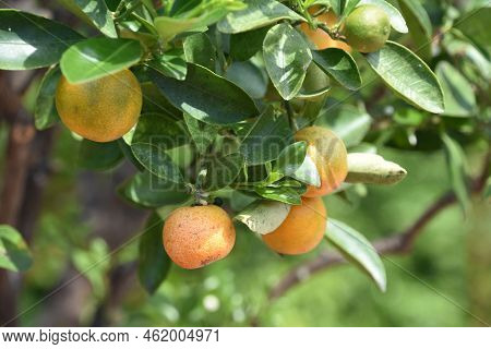 Fresh Ripe Calamondin Fruit Hanging From A Fruit Tree Branch.