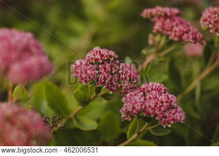 Flowers Ochitok Close-up In The Garden In Autumn. Sedum Spectabile In The Garden