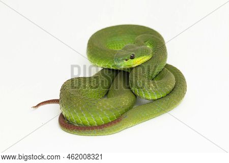 Trimeresurus Insularis (white-lipped Island Pit Viper) On White Background