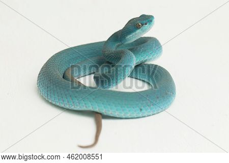 Blue Insularis (trimeresurus Insularis) White-lipped Island Pit Viper On White Background
