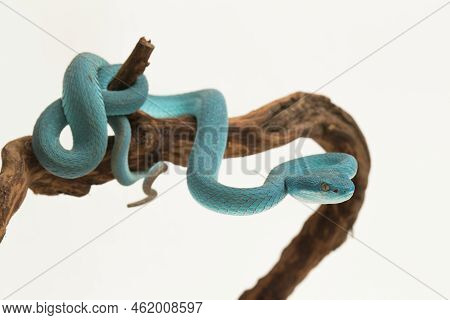 Blue Insularis (trimeresurus Insularis) White-lipped Island Pit Viper On White Background